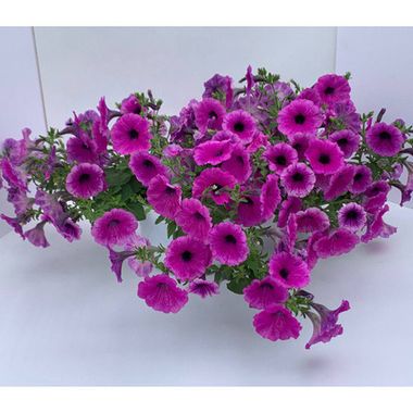 S57164 Петуния ампельная Pendolino Deep Violet Ice 5 шт.