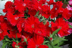 Гвоздика Диана Скарлет (50шт) Витагрин Профи