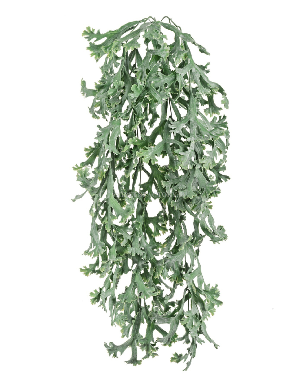 Стегхорн Хилии (Оленьи рога) куст ампельный