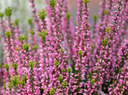 Вереск Пересвет