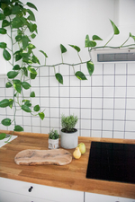 купить набор растений для кухни