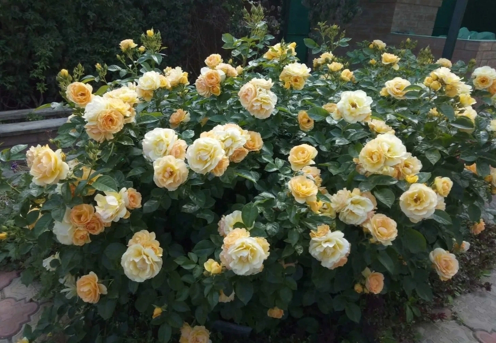 Роза Ханзештадт Росток Rosa Hansestadt Rostock