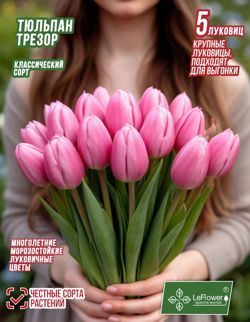 Тюльпан, Трезор 5 луковиц крупные
