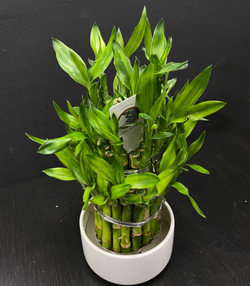 Бамбук Лаки (Lucky Bamboo)