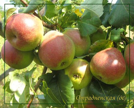 Груша Отрадненская..