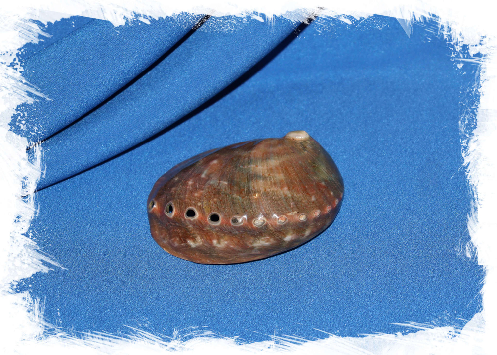 Галиотис полированный, 10-12см, 1шт