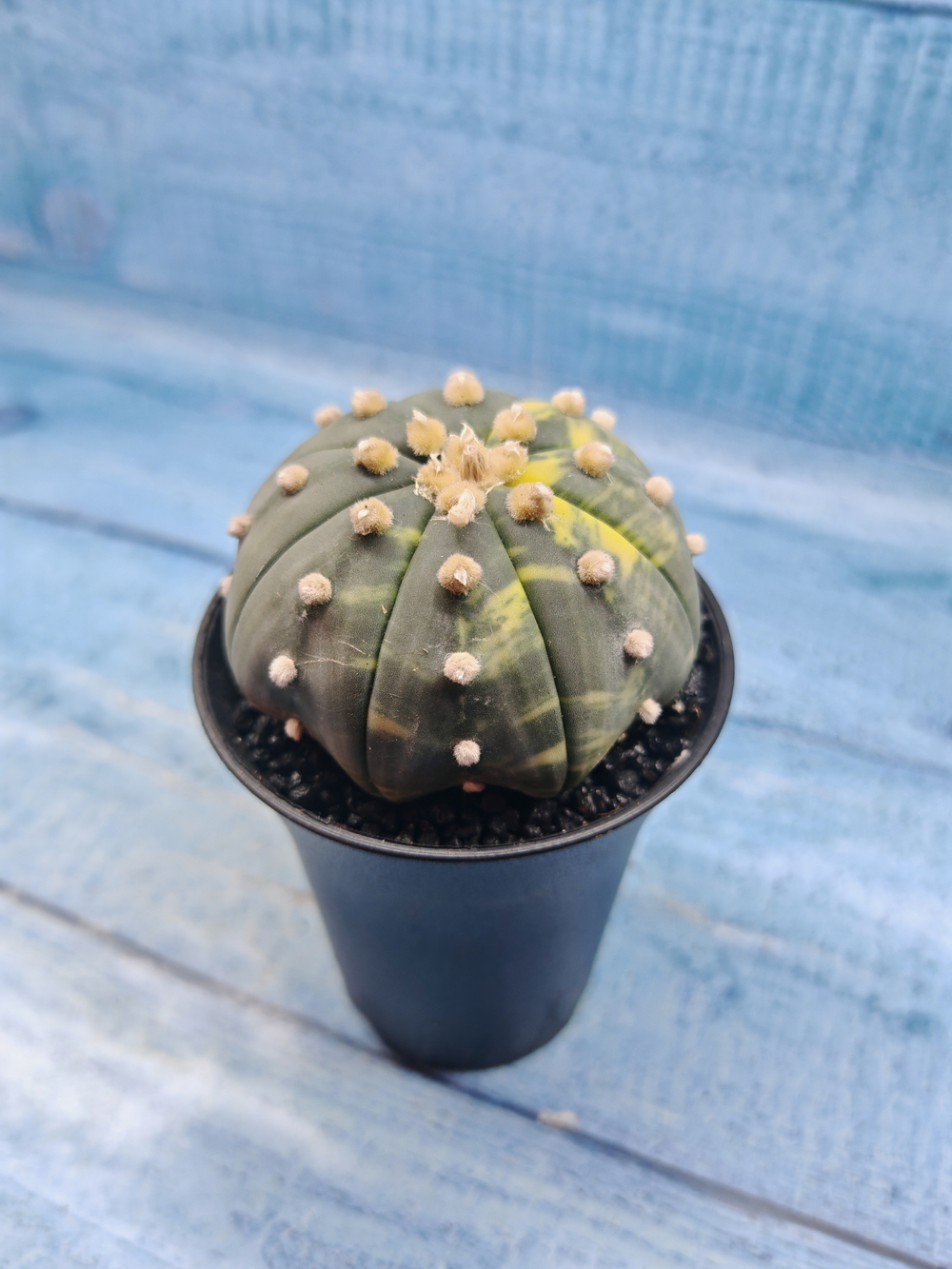Astrophytum Asterias variagate (Астрофитум)