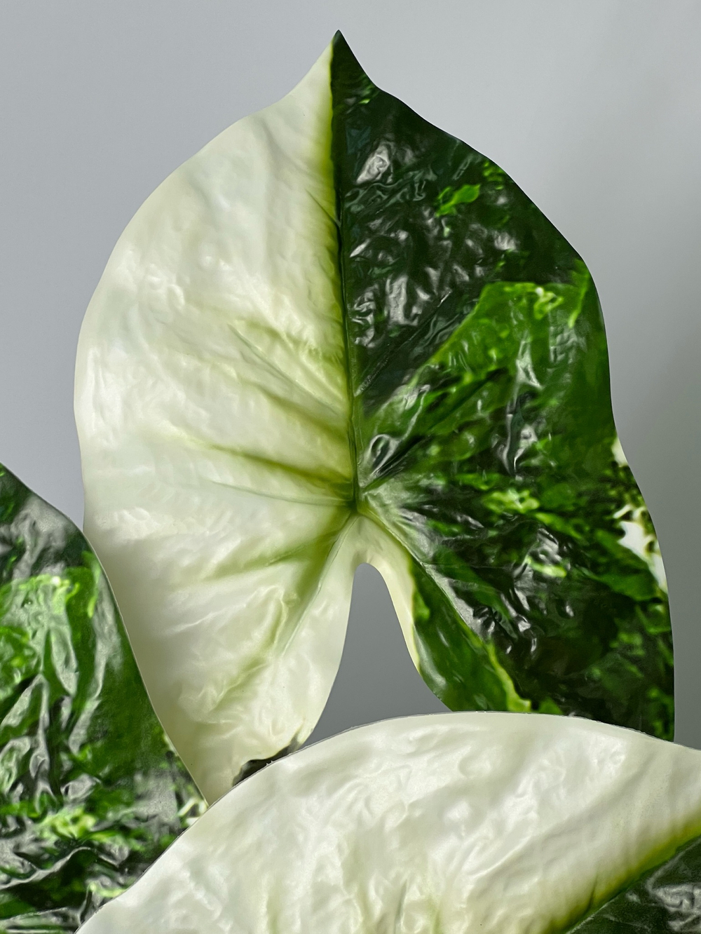 Филодендрон вариегатный куст 70 см.