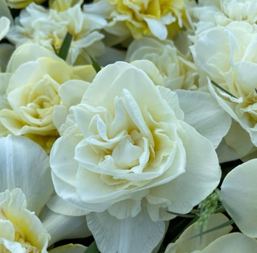 Нарцисс Обдам Закупка М79 сентябрь 2026