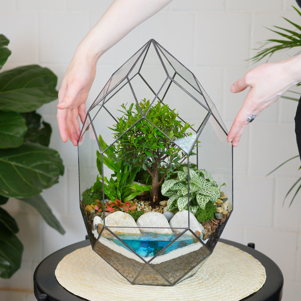 Готовый флорариум бонсай Сизигиум Цефей с озером