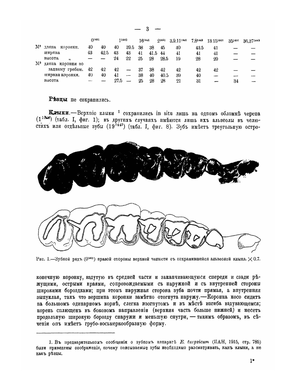 Остеология. Epiaceratherium turgaicum nov. sp | А. А. Борисяк