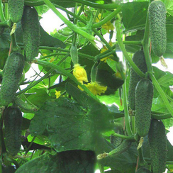 КАРИН F1 семена огурца (Seminis | Alexagro)