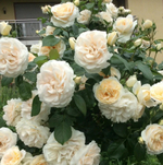 Лионс Розе (Lions Rose)