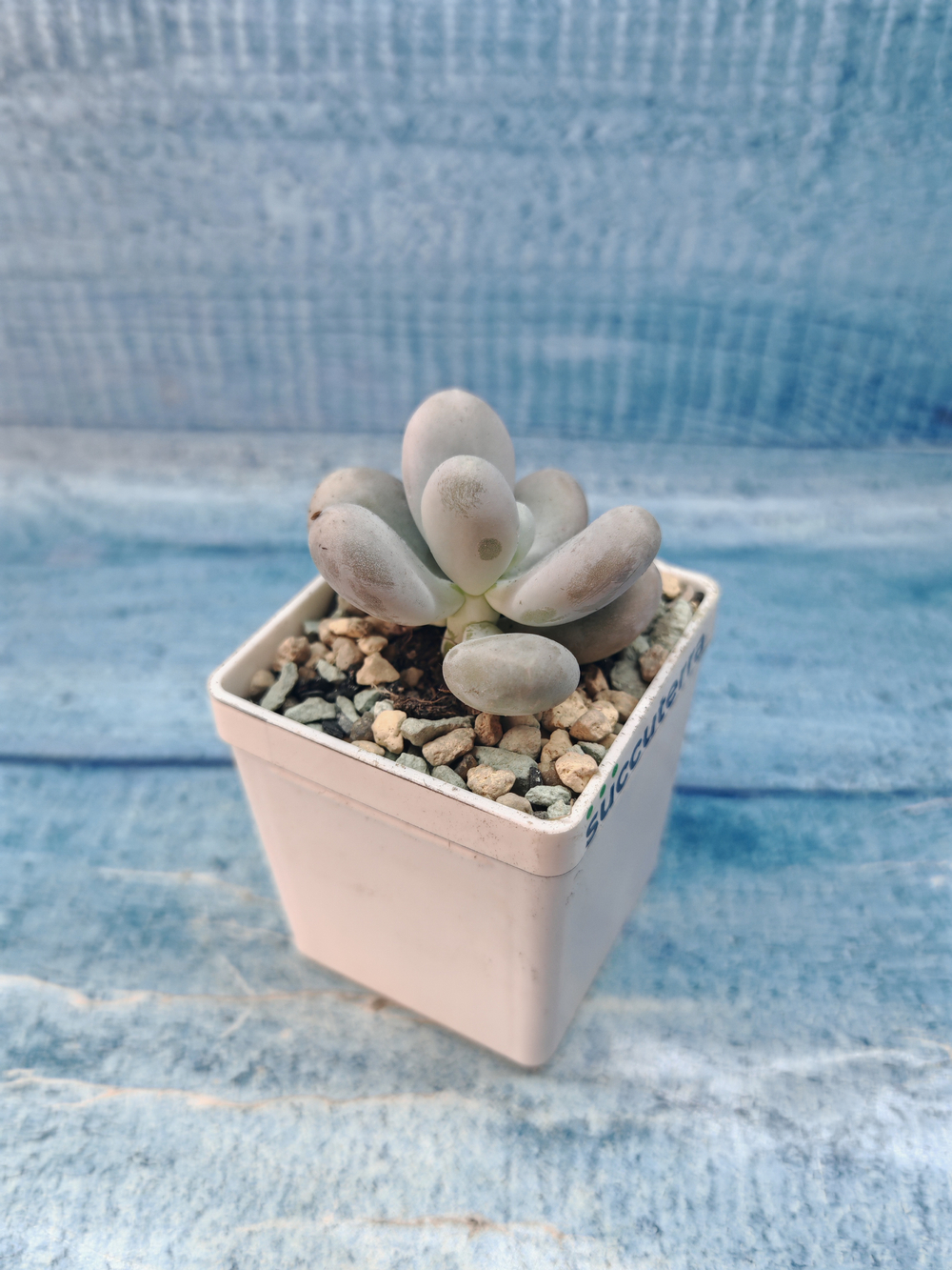 Pachyphytum Oviferum (Пахифитум)