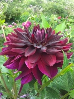 Георгин декоративный Бриджитт Алида