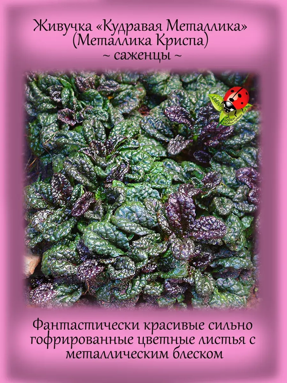 Живучка Металлика Криспа аюга
