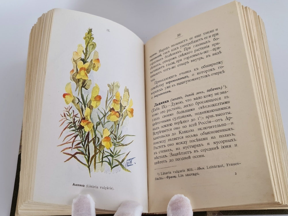 "Наши весенние цветы. Серия 1-3. Наши летние цветы. Серия 1-2". Д.Н.Кайгородов. 1915г.