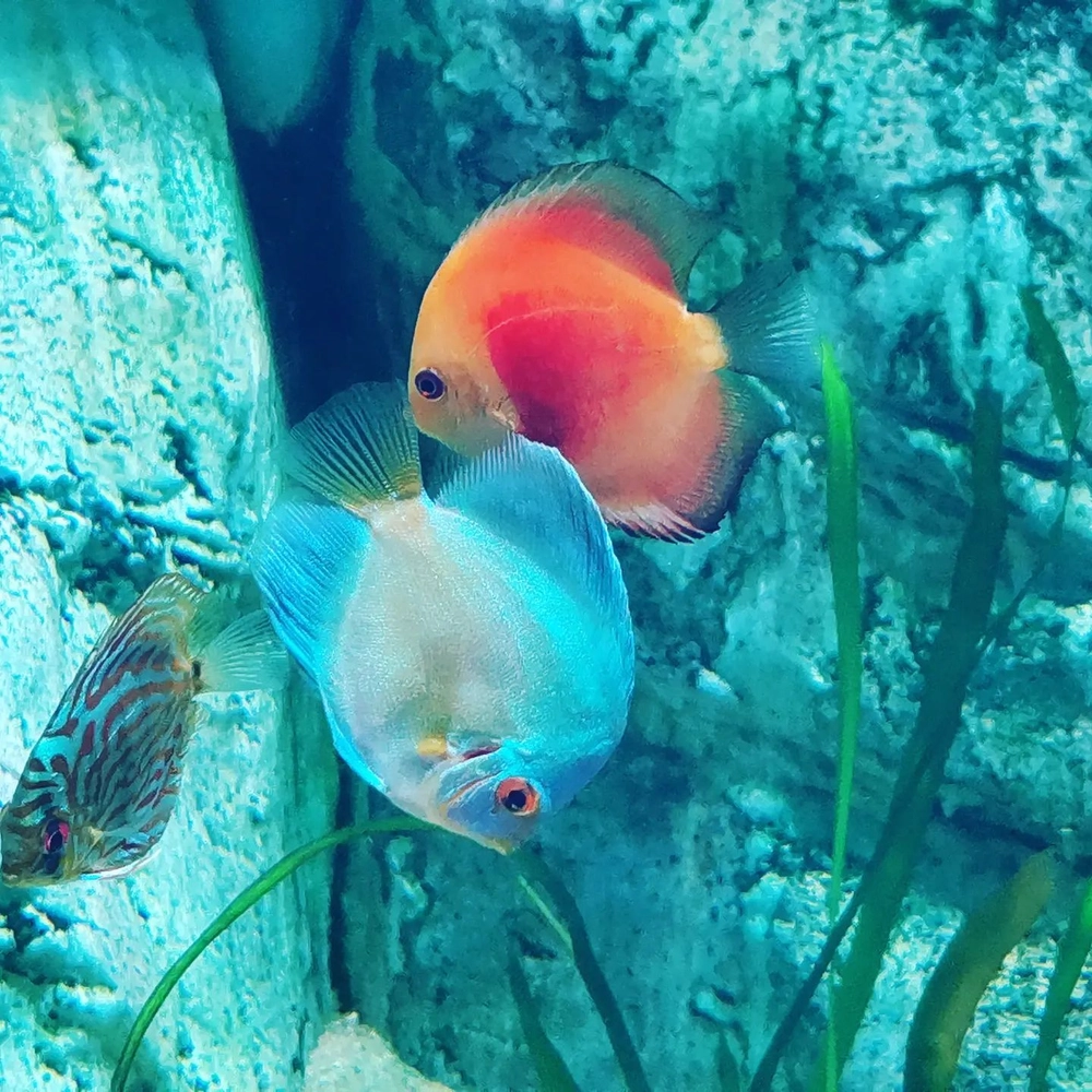 Rib