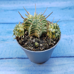 Euphorbia meloformis f. Variegated (Эуфорбия вариегатная)