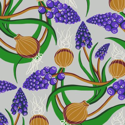 Мускари средний