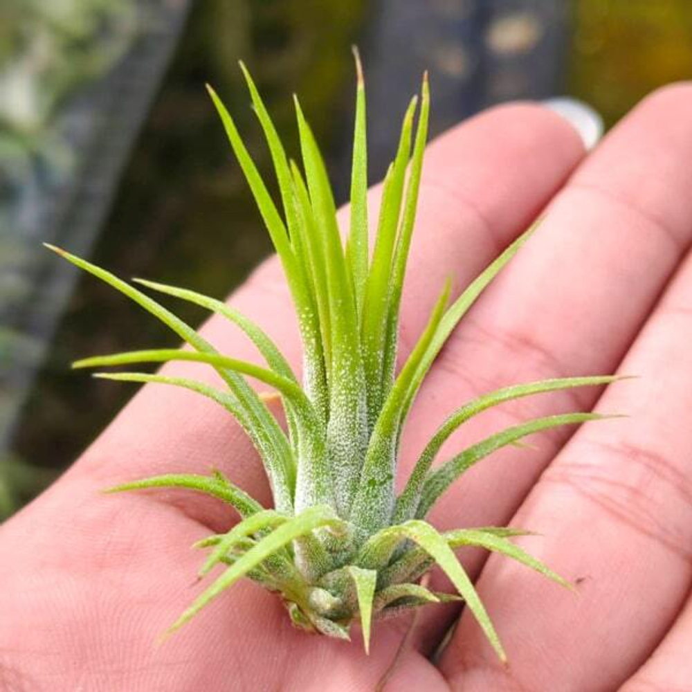 Тилландсия ionantha Fuego Thin S (T36)