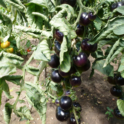 Помидоры - Indigo Rose - Индиго Розе