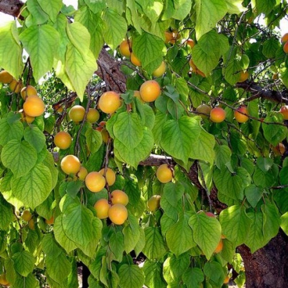 Абрикос Царский