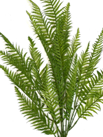 Папоротник остролистный куст 75 см