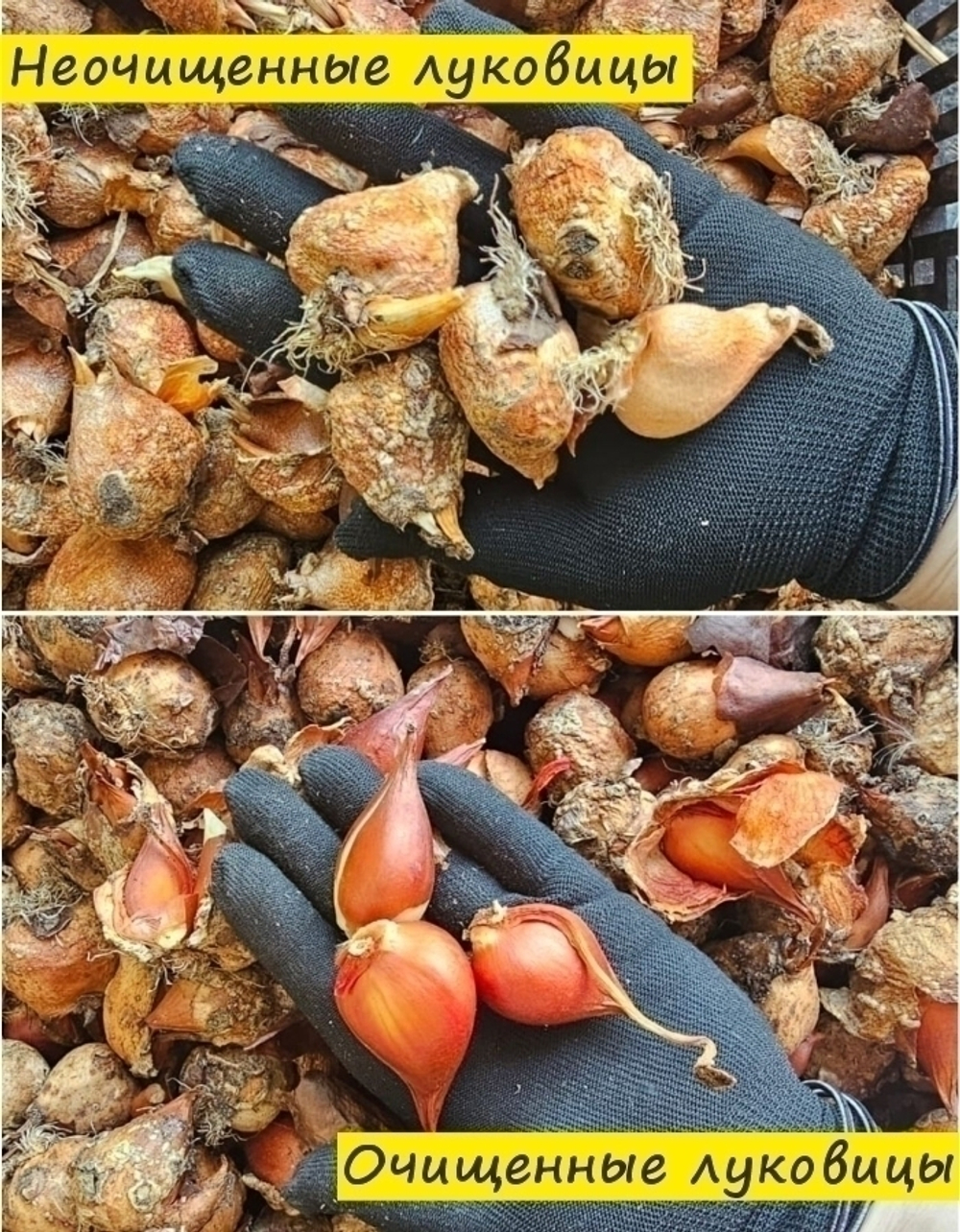Тюльпан Луковица, Аутфит, 3+ шт