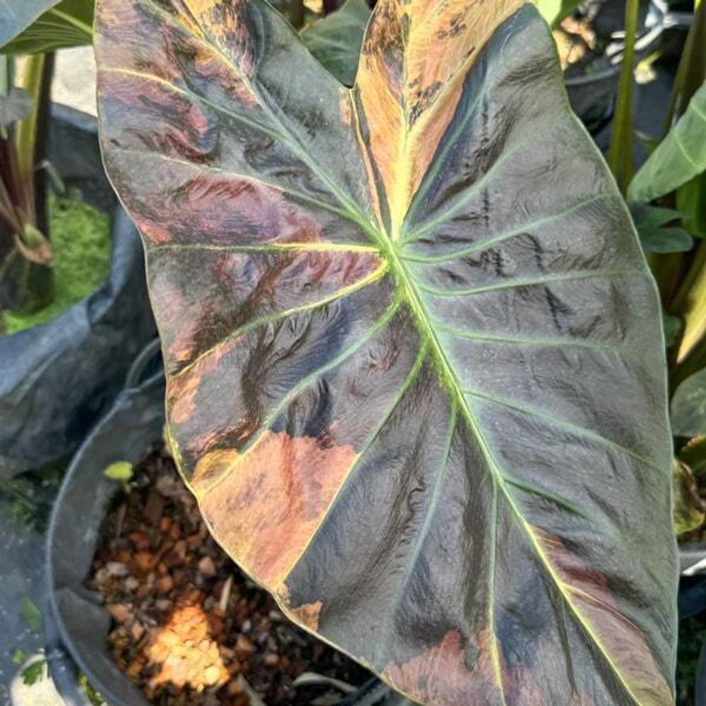 Колоказия ASSADUNG