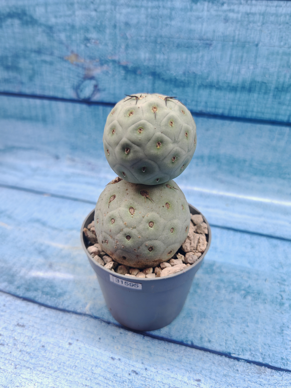 Tephrocactus Geometricus (Тефрокактус)