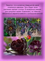 Эониум Шварцкопф чёрный