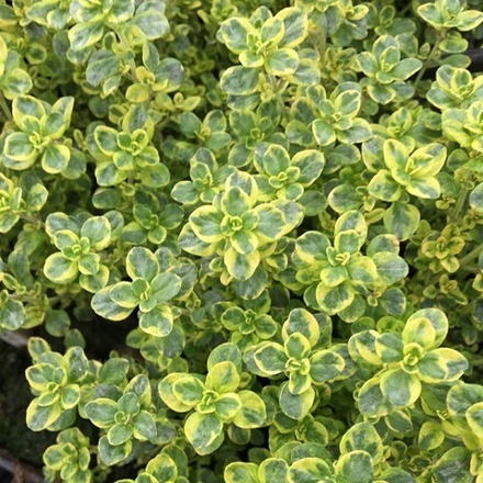 Тимьян Mystic Lemon