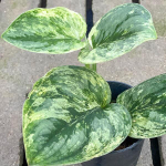 Сциндапсус PICTUS EXOTICA VAR HOLOGRAM