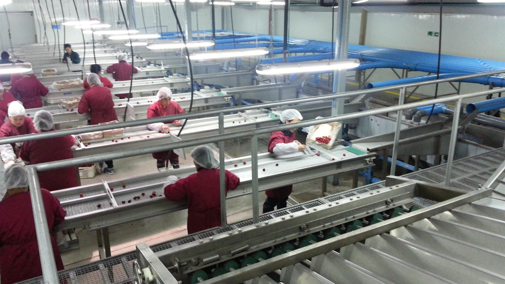 черешня чилийская сорт Bing, lapins ,Van.