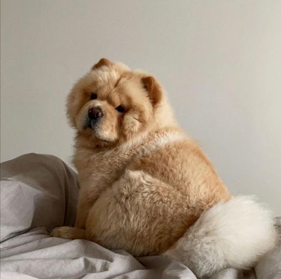 Как часто нужно мыть собаку?