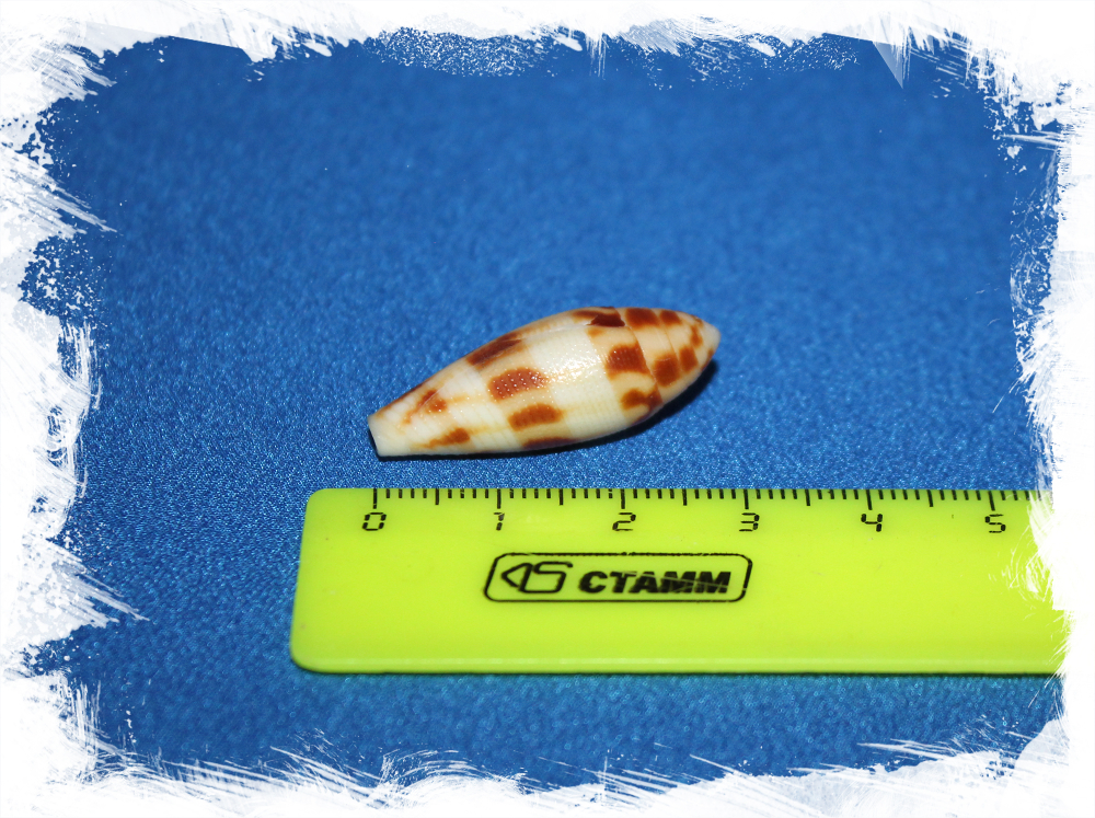 Коллекционная морская ракушка Conus mitratus, Конус митратус
