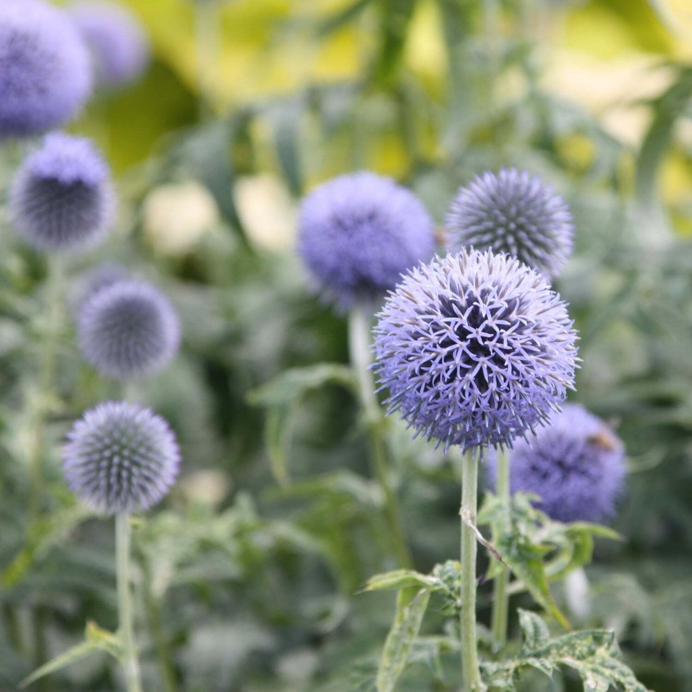Мордовник банатский "Taplow Blue". Echinops bannaticus "Taplow Blue".