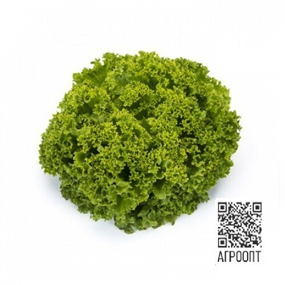 Ландау семена салата лолло блонда (Rijk Zwaan / ALEXAGRO) культура – фото 12