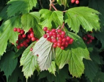 Калина обыкновенная С5 40-60