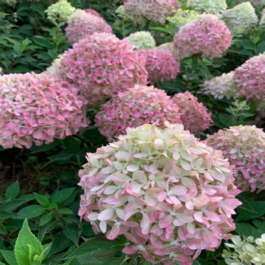 Гортензия метельчатая Пиксио наличие