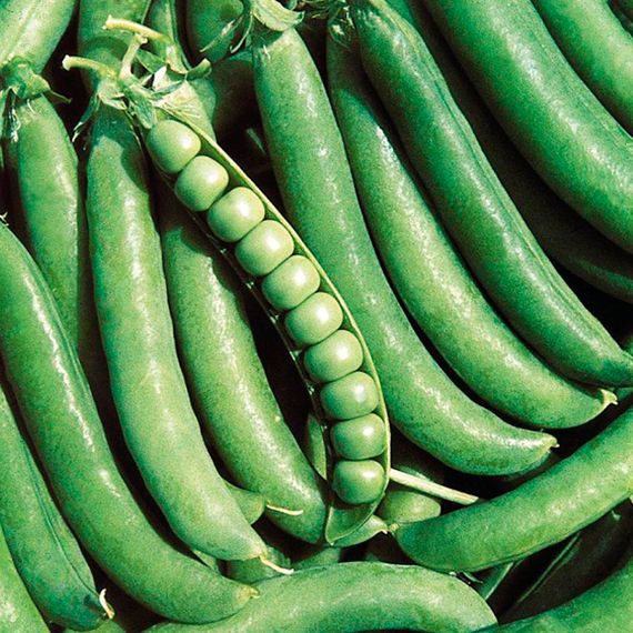 ДЖОФ семена гороха (Syngenta | Alexagro)