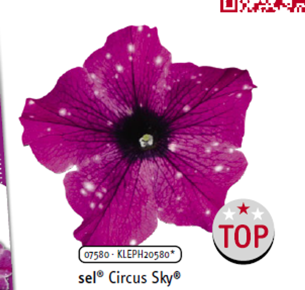 ЕВРО Петуния sky family Circus Sky укорененный черенок ОКС начало декабря
