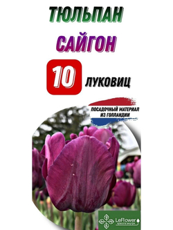 тюльпан сайгон10