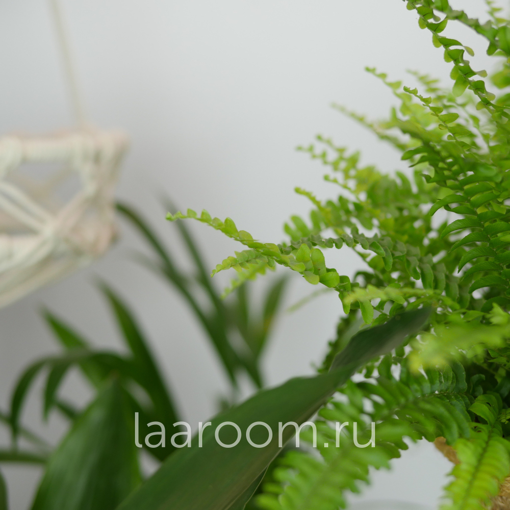 Нефролепсис Грин Леди 17/45