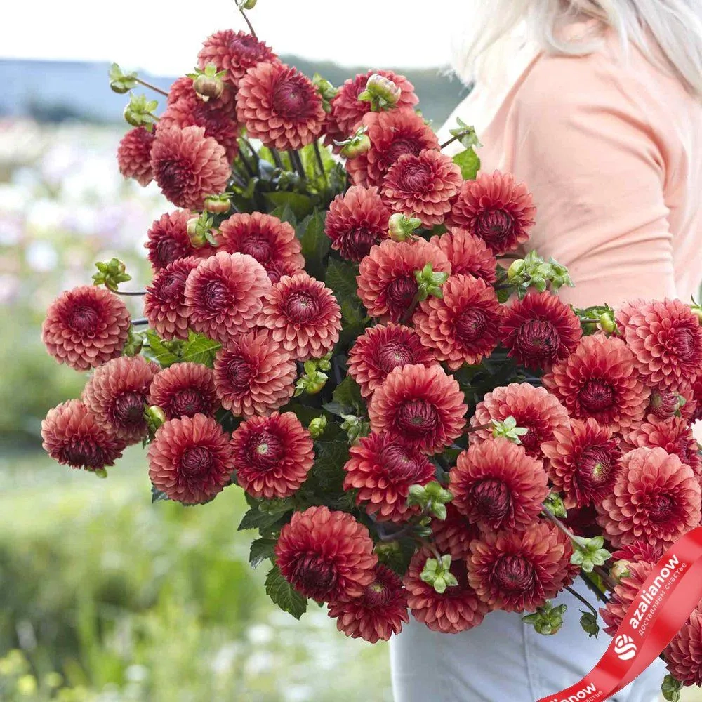 Георгин Brown Sugar (корень) Закупка М55 апрель 2026