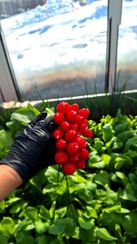 ДОНАР F1 семена редиса (Syngenta | Alexagro)