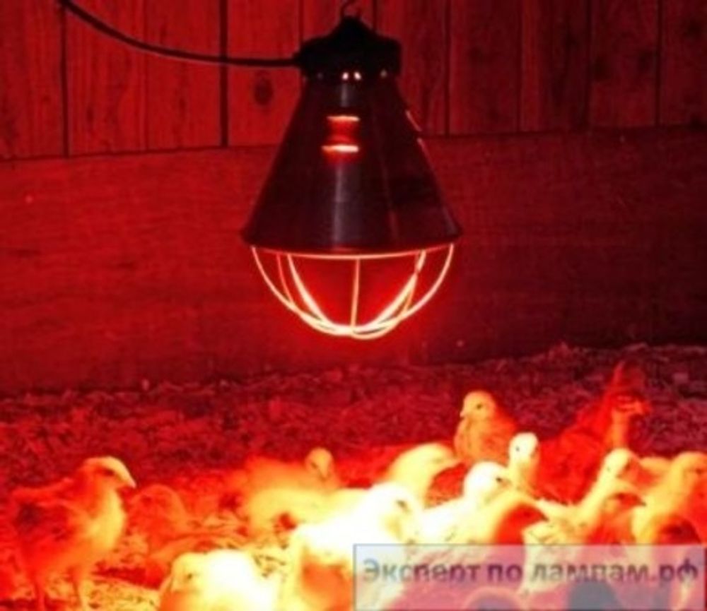 Инфракрасные лампы для обогрева птицы