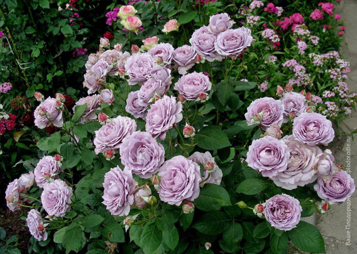 Роза Новалис С4 Закупка М16 июнь 2026