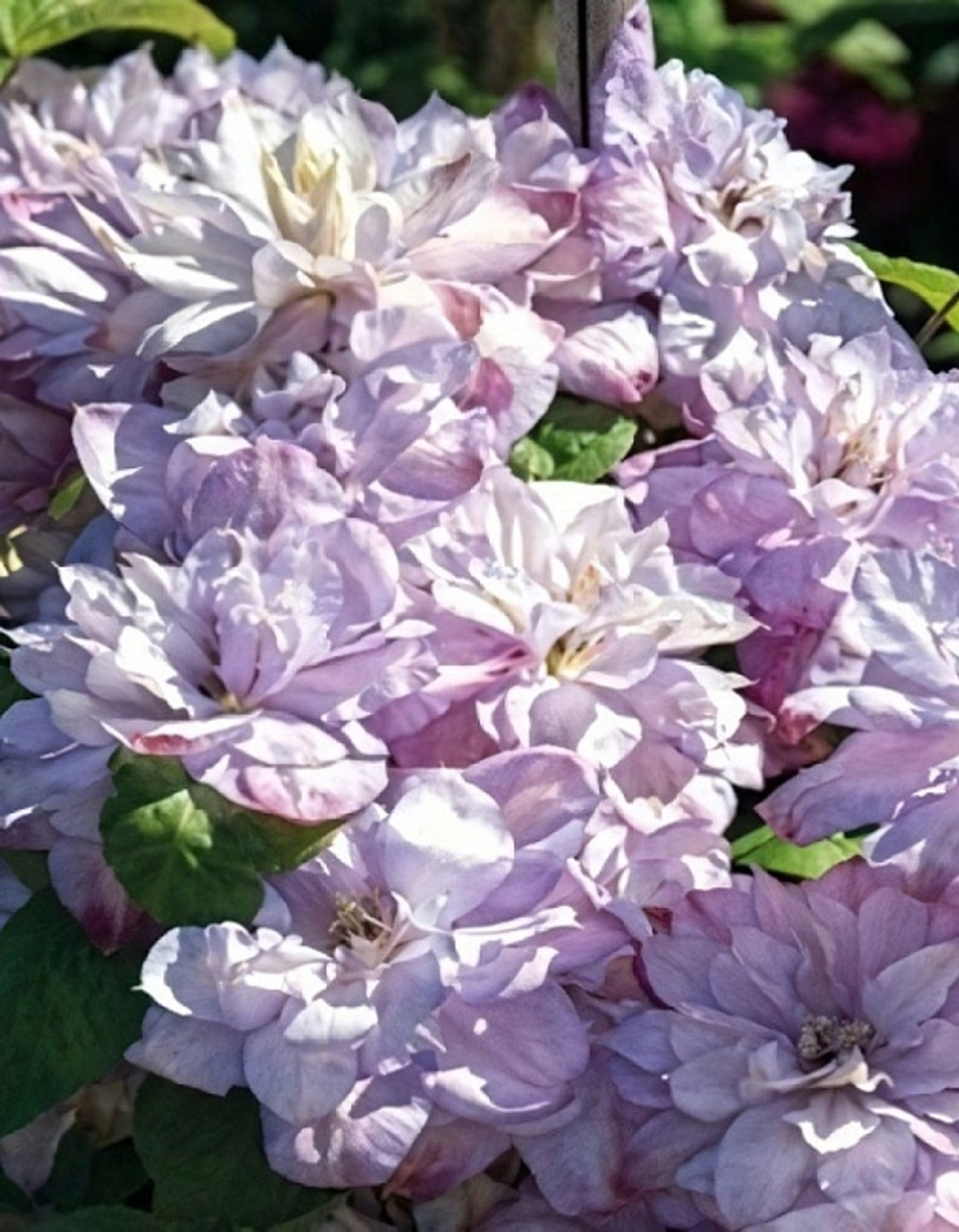 Клематис Anna’s Choice (Анна Чойс)  Стандарт поставки Р9